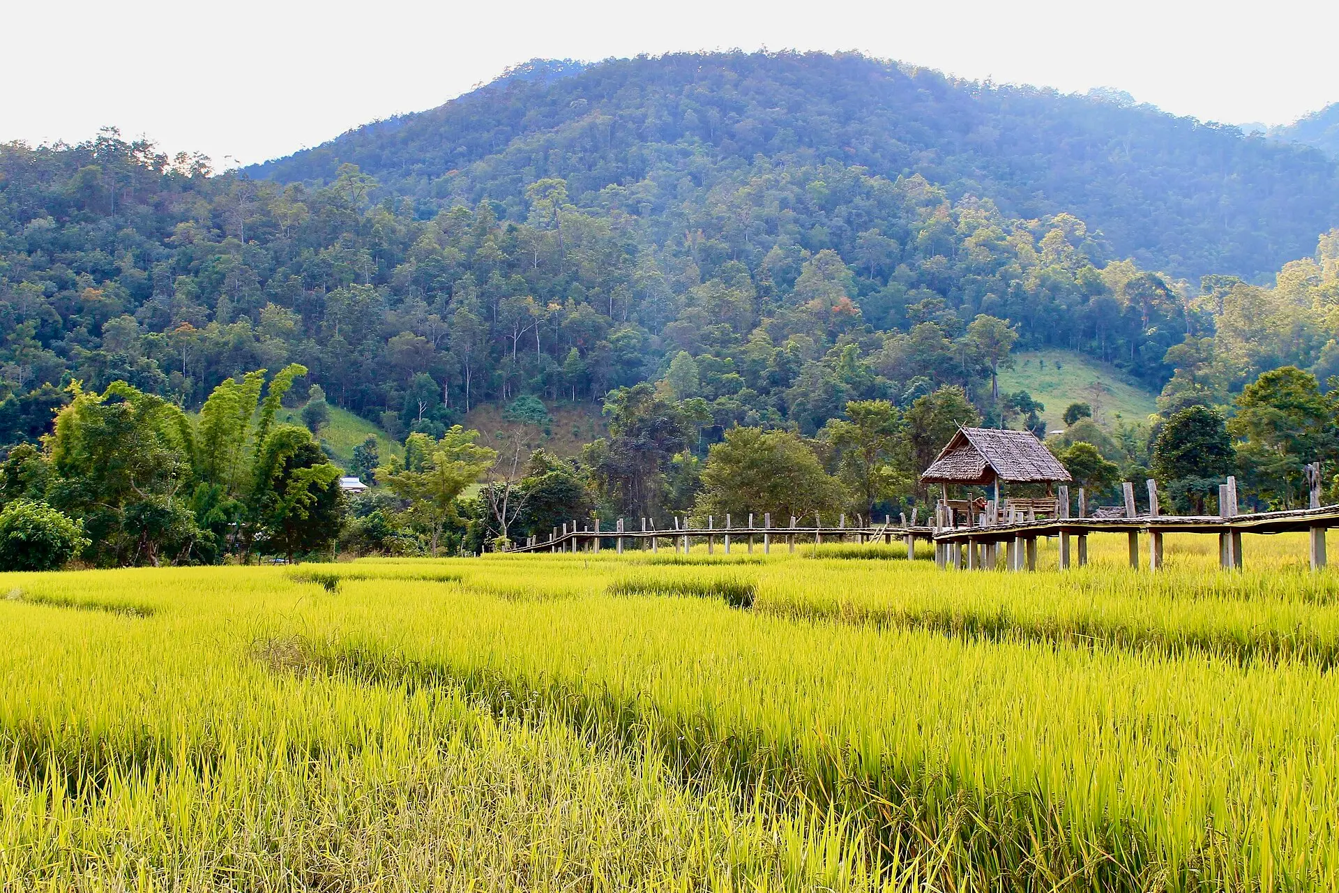 นาข้าวบาเจาะ